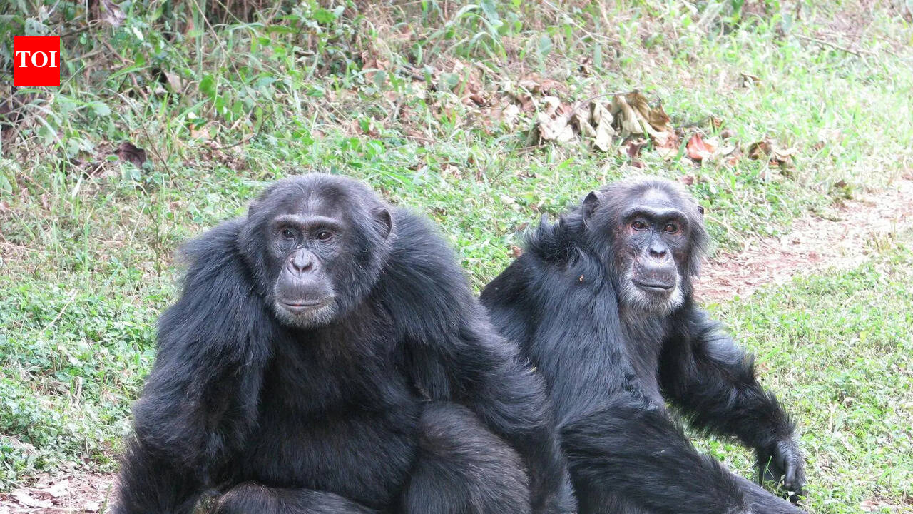 Why Uganda’s chimpanzee ‘civil war’ has shocked scientists