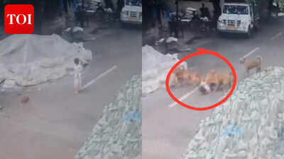4-year-old girl attacked by pack of stray dogs in Bengaluru; residents express anger