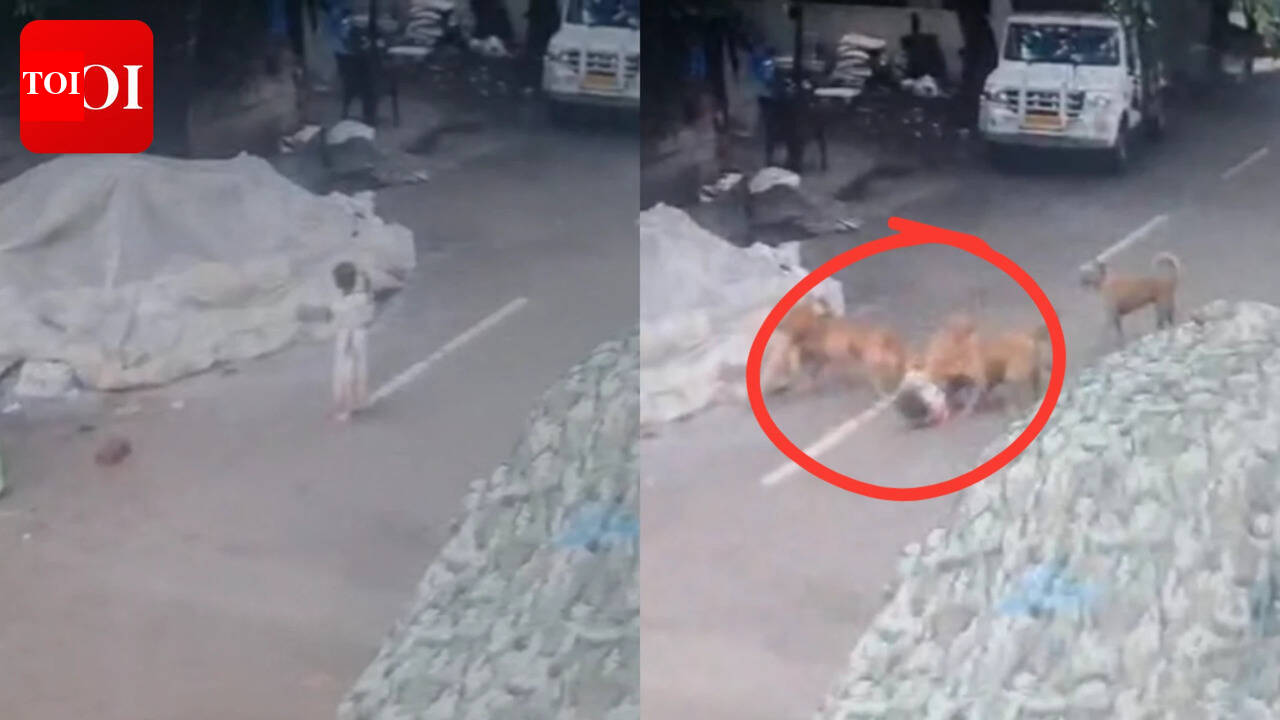 4-year-old girl attacked by pack of stray dogs in Bengaluru; residents express anger