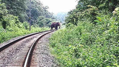 Railway staff in East Singhbhum injured in elephant attack