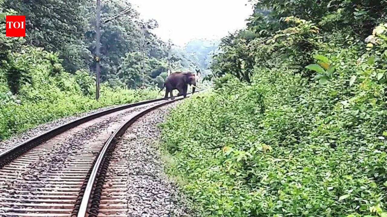 Railway staff in East Singhbhum injured in elephant attack