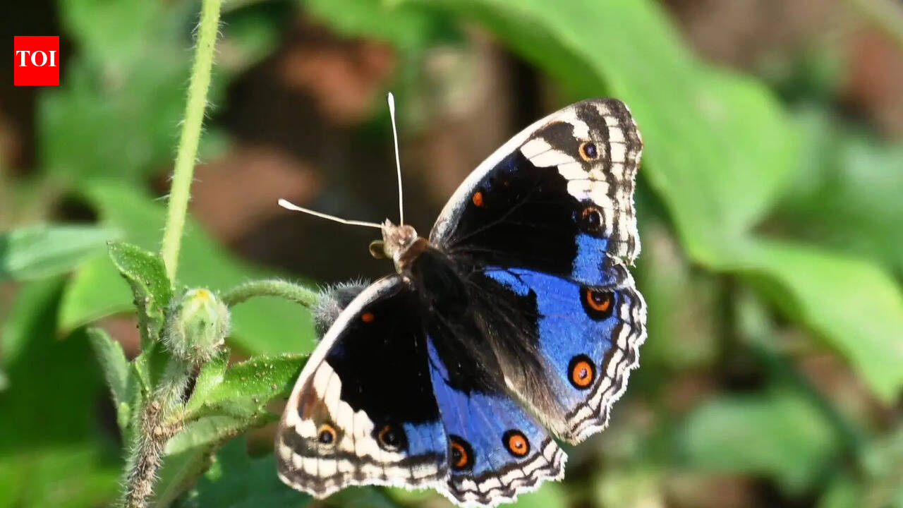 BAU records 90 butterfly species, plans conservation hub
