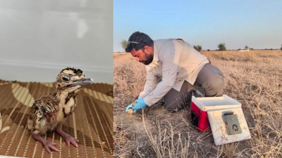 Great Indian Bustard sees three chicks hatch in Rajasthan; Union minister announces key developments in recovery plan