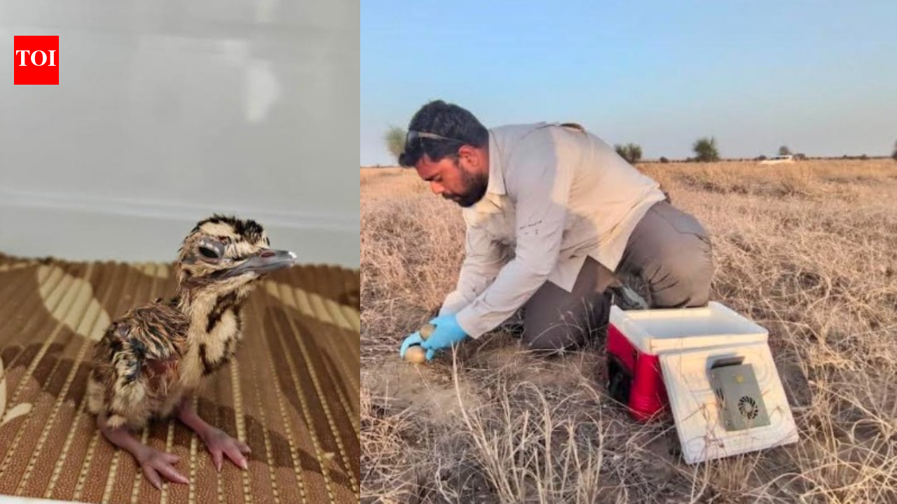 Great Indian Bustard sees three chicks hatch in Rajasthan; Union minister announces key developments in recovery plan
