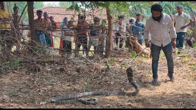 11-ft king cobra enters Korba home, rescued and released into forest