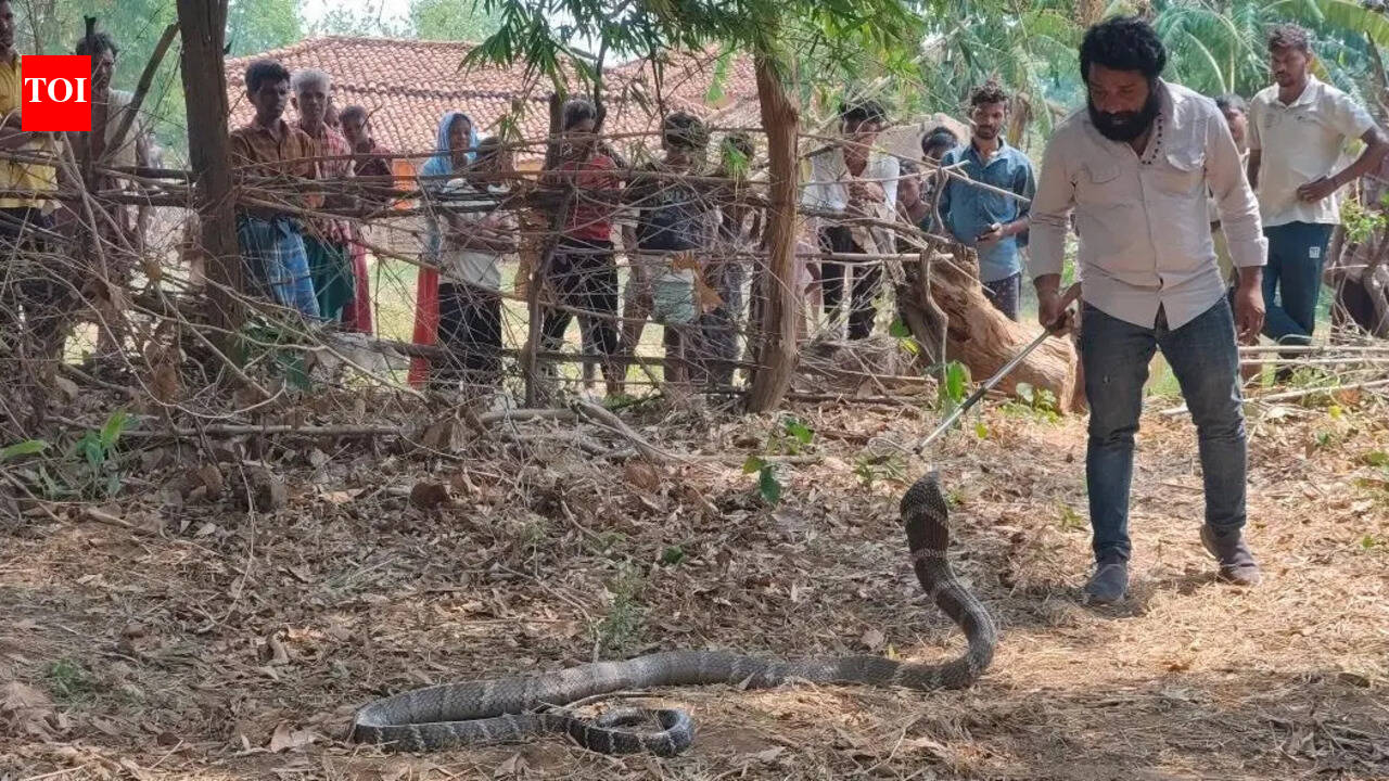 11-ft king cobra enters Korba home, rescued and released into forest