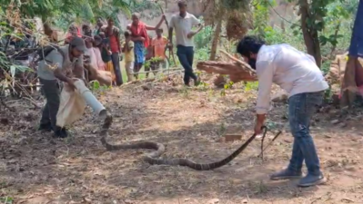 11-ft king cobra enters Korba home, rescued and released into forest