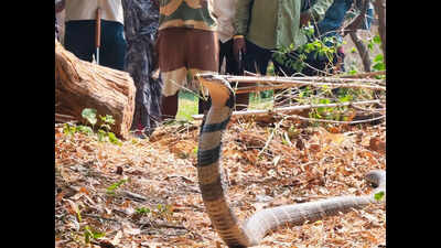 11-ft king cobra enters Korba home, rescued and released into forest