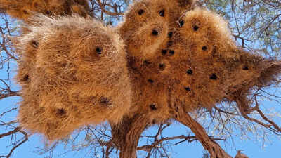  From Tailorbirds to Bald Eagles