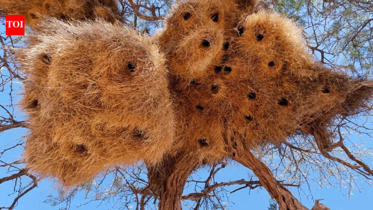 The weirdest bird nests on the planet: From Tailorbirds to Bald Eagles