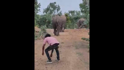 Chasing giants, villagers pelt stones at wild elephants in Chhattisgarh, forest dept plans legal action