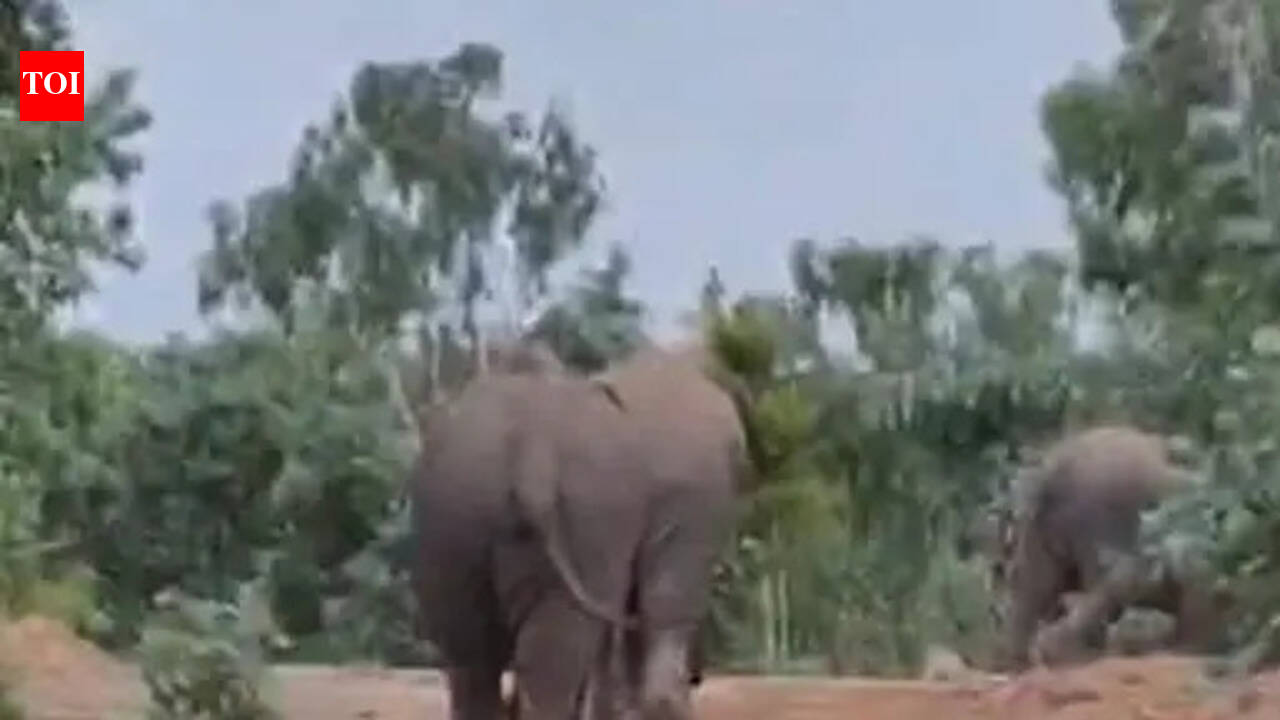 Chasing giants, villagers pelt stones at wild elephants in Chhattisgarh, forest dept plans legal action