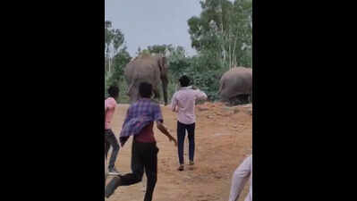 Chasing giants, villagers pelt stones at wild elephants in Chhattisgarh, forest dept plans legal action