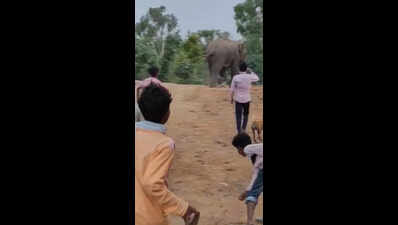 Chasing giants, villagers pelt stones at wild elephants in Chhattisgarh, forest dept plans legal action