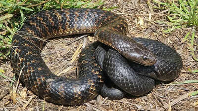 Tiger snake: The venomous Australian reptile that thrives in diverse habitats