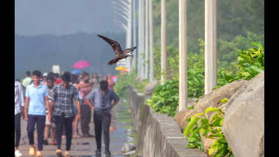 Udupi logs Karnataka’s first lesser noddy sighting