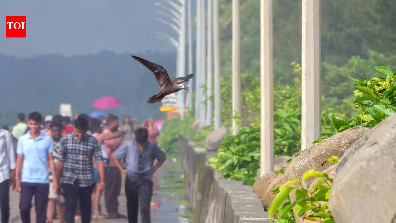 Udupi logs Karnataka’s first lesser noddy sighting