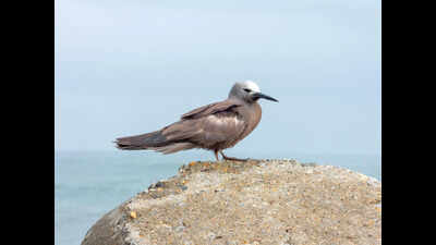 Udupi logs Karnataka’s first lesser noddy sighting