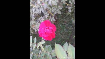 Prayagraj roses fading in extreme hot conditions