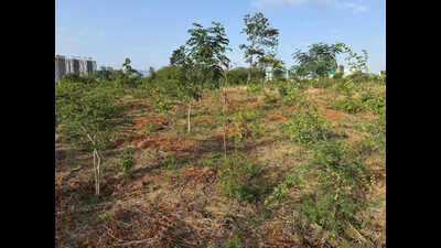  Pune forest dept head