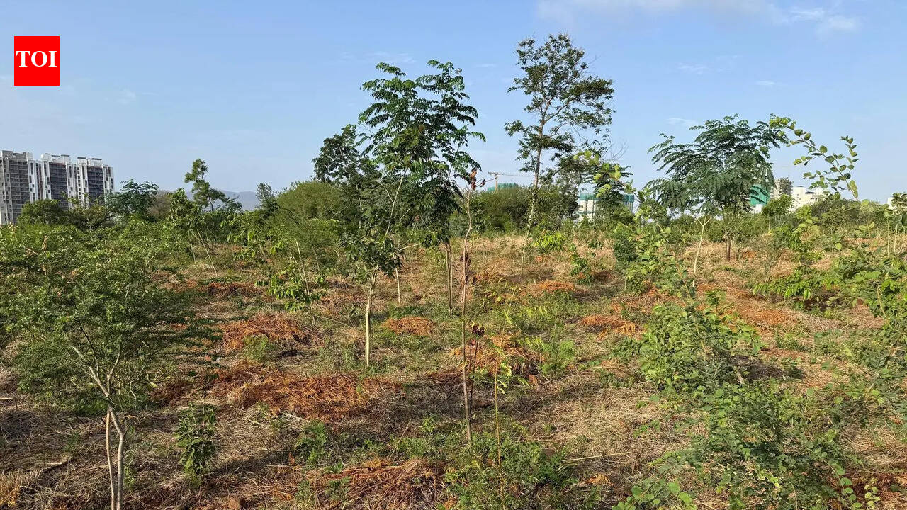 No permission given to PMC to construct DP Road through Anandvan-6 urban forest: Pune forest dept head