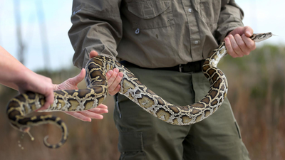 17-foot Burmese python, 4 tons of snakes and 4,100 eggs removed in Florida's record-breaking python hunt