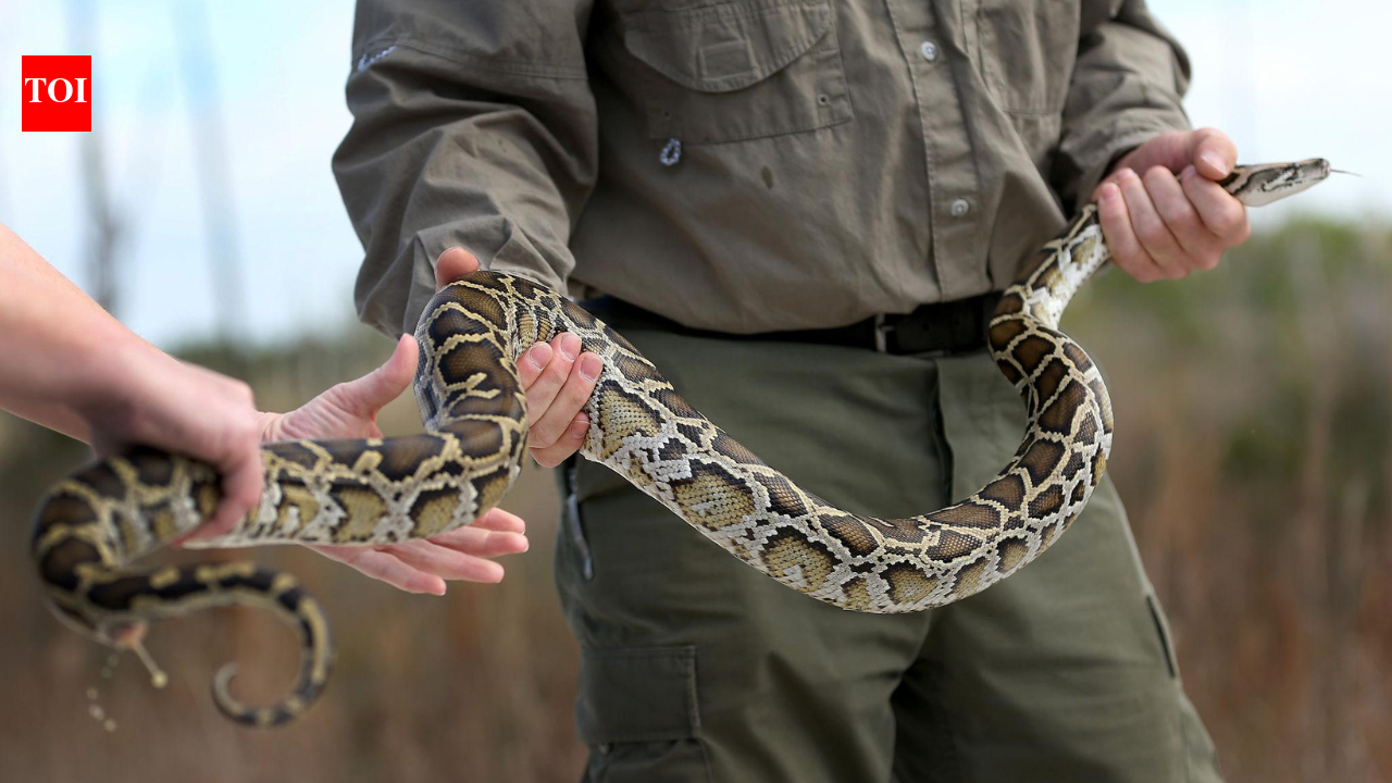 17-foot Burmese python, 4 tons of snakes and 4,100 eggs removed in Florida's record-breaking python hunt