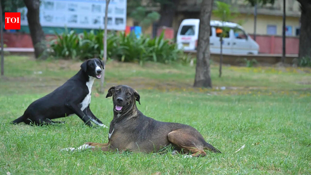 Microchipping pets a key tool against pet abandonment