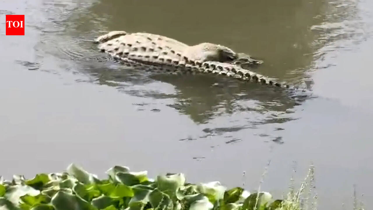 Crocodile found dead in Vishwamitri