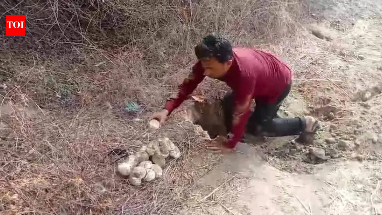 10-Foot Python and Eggs Rescued from Farmer’s Field in Barwani District