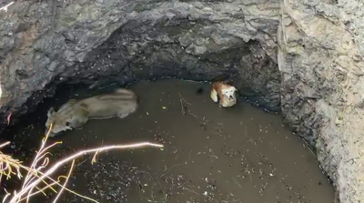 Fall pauses hunt; lioness, dog trapped in well for 5 hrs