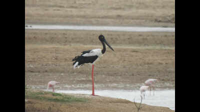 Lesser-known Gaga emerges birding hotspot