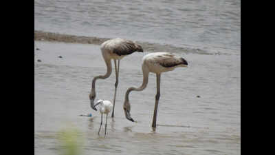 Lesser-known Gaga emerges birding hotspot