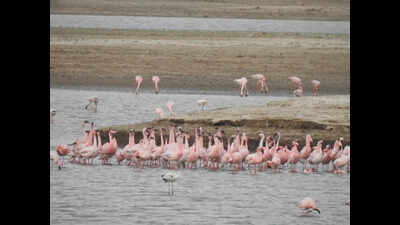 Lesser-known Gaga emerges birding hotspot