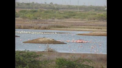 Lesser-known Gaga emerges birding hotspot