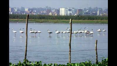 Protect wetland during barrage repairs, birders urge UP govt