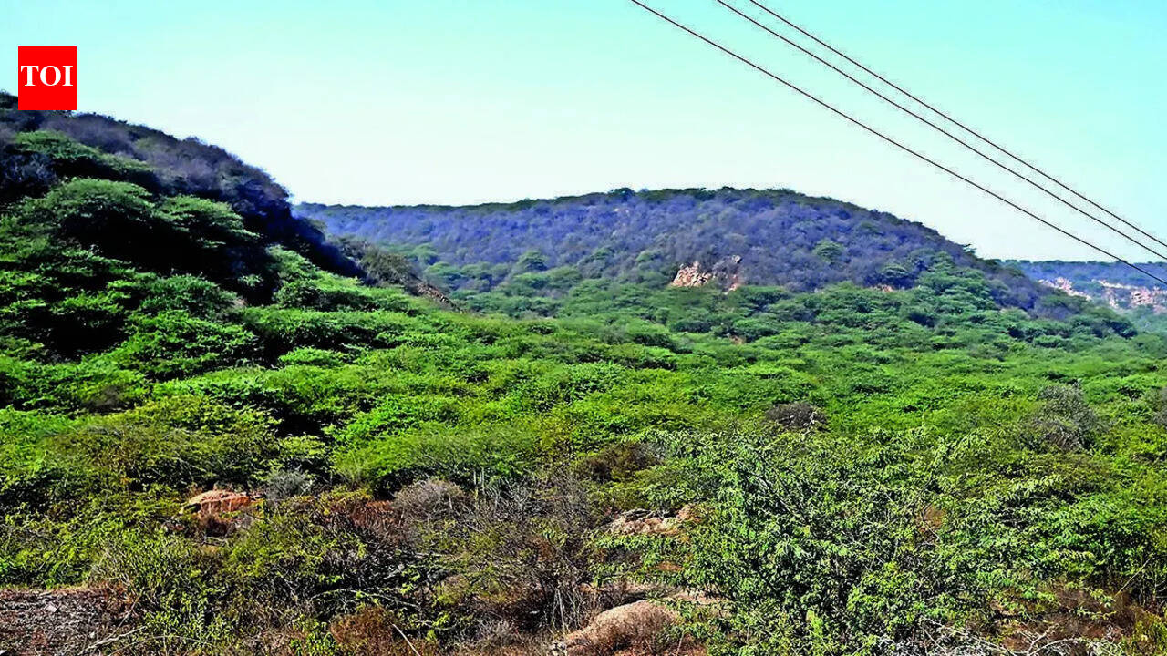 Haryana lost 30ha of natural forest in 2025: Report
