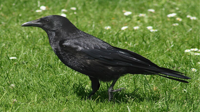 Woman who rescued an injured crow keeps getting 'thank-you gifts' from other birds