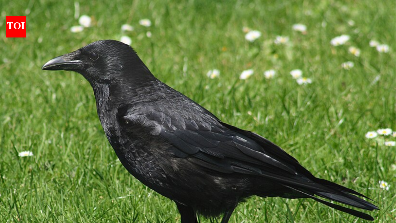 Woman who rescued an injured crow keeps getting 'thank-you gifts' from other birds