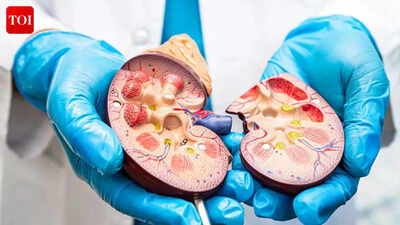  Can your kidneys fail without prior symptoms? Science explains the silent threat