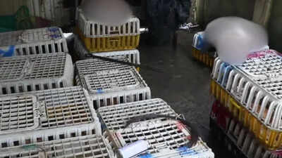  Vietnam police crack down on pet theft network selling animals for meat