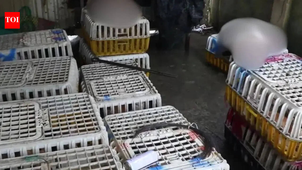 Nine arrested, 400 cats saved: Vietnam police crack down on pet theft network selling animals for meat
