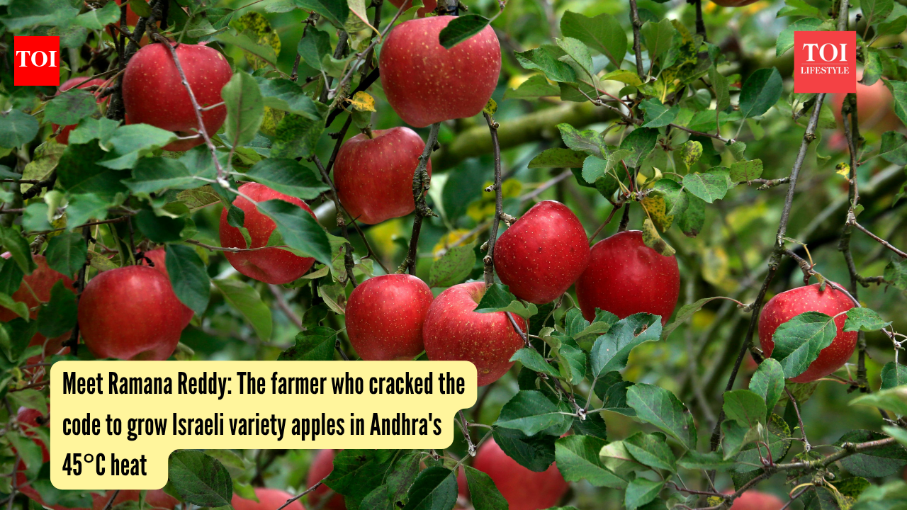 Meet Ramana Reddy: The farmer who cracked the code to grow Israeli variety apples in Andhra's 45°C heat