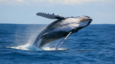 A humpback whale was spotted in Australia 22 years after Brazil sighting, setting a migration world record