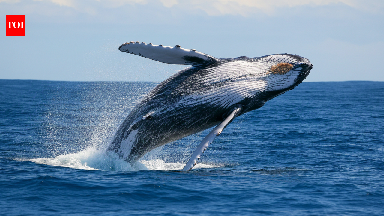 A humpback whale was spotted in Australia 22 years after Brazil sighting, setting a migration world record