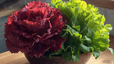 Scientists accidentally turned Red Lettuce Green—What happened next shocked the lab