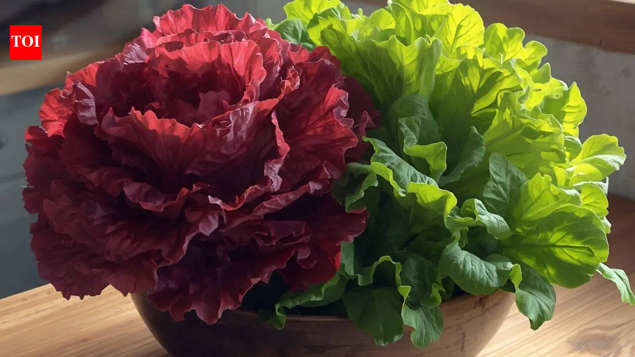Scientists accidentally turned Red Lettuce Green—What happened next shocked the lab
