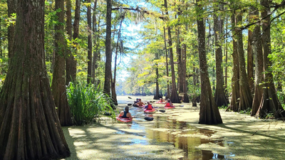  A journey across bayous, wildlife, and southern grandeur