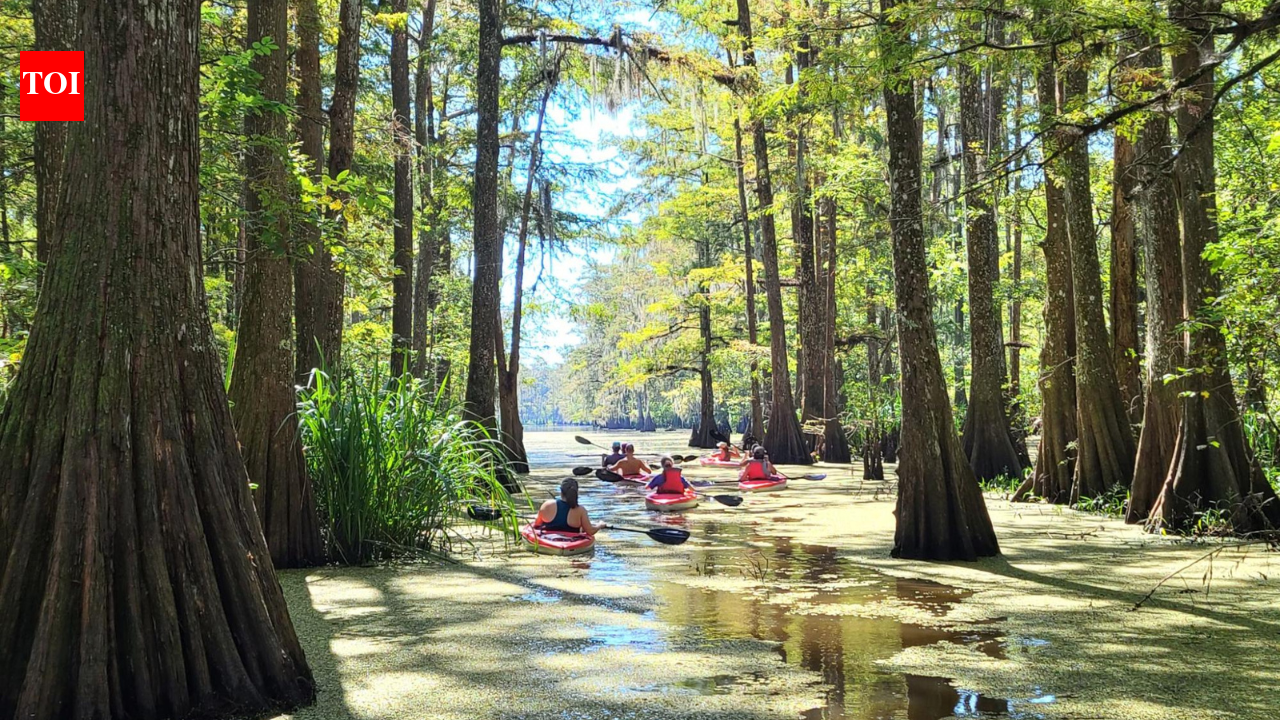 The slow road through Louisiana: A journey across bayous, wildlife, and southern grandeur