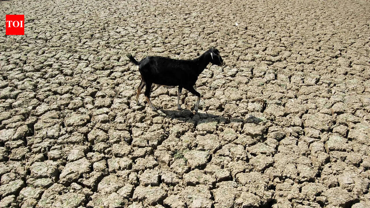 ‘India needs a climate change policy for elders’